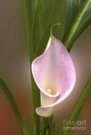Stunning Pink Calla Lily By Deborah Smolinske Flowers Calla Lily Calla Lily Flowers