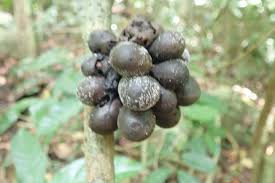 Image result for Triclisia