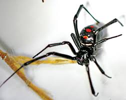 These spiders rarely enter human homes and buildings. Black Widow Bite Hype Woods N Water News
