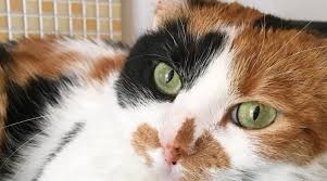 Le mascherine protettive, utili per limitare il contagio da coronavirus, potrebbero servirci ancora per molto tempo: Perche Nessuno Compra Piu La Lettiera Tradizionale Scopriamo Le Migliori Lettiere Per Gatti Il Grand Hotel