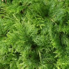 Image result for Thesium thamnus