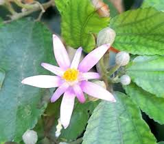 Image result for Grewia