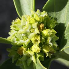 Image result for Vincetoxicum cernuum