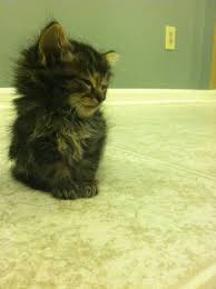 Amazingly Cute Animals Cute Animals Kittens Cutest Kittens