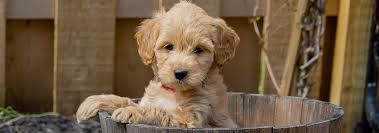 Are you thinking about getting a dog? Goldendoodle Dog Breed Information And Personality Traits