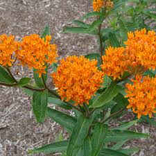 Image result for Asclepias aurea