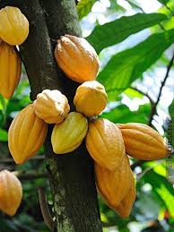 The common name sapote refers to any soft, edible fruit. Creative Farmer Live Fruit Plant Chocolate Tree Tropical Rare Theobroma Cacao Cocoa Nos For Roof Gardening Plant 1 Healthy Live Plant Amazon In Garden Outdoors
