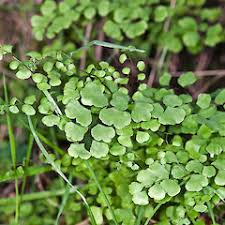 Image result for Adiantaceae