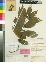 Image result for Baissea leontonori