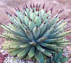 Image result for Agave