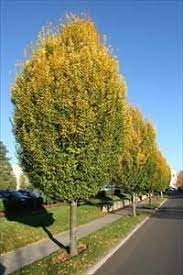 It has a naturally sheared appearance. Pyramidal European Hornbeam Carpinus Betulus Fastigiata Pnw Plants European Garden London Garden Planting Plan
