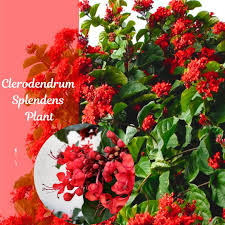 Image result for Clerodendrum silvanum