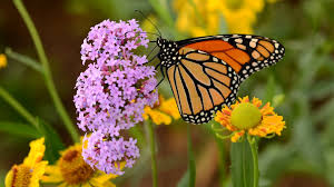 Scientists in the united states say they have solved one of nature's great navigation mysteries, how monarch butterflies migrate all the way from canada to mexico. Huge Numbers Of Monarch Butterflies Expected In Austin For Annual Migration Kvue Com