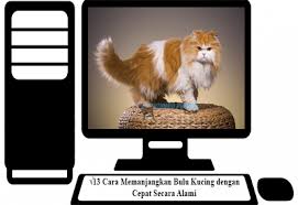 Check spelling or type a new query. 13 Cara Memanjangkan Bulu Kucing Dengan Cepat Secara Alami
