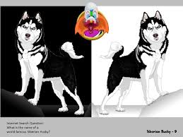 He learns new commands at the average rate. Artstation Siberian Husky Dale Cox