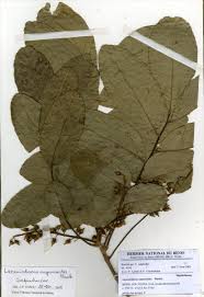 Image result for Lecaniodiscus