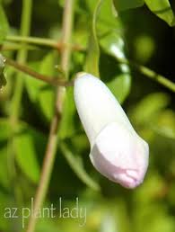 Wand panic grass panicum virgatum: Pandorea Jasminoides Archives Desert Gardening 101