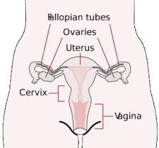 Inflammation of the covering of the abdominal. Female Reproductive System In Humans External And Internal Genitalia