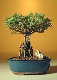 For the longest time, i thought bonsai trees were a special species of tree! Flowering Mount Fuji Serissa Bonsai Tree With Raised Roots Serissa Foetida