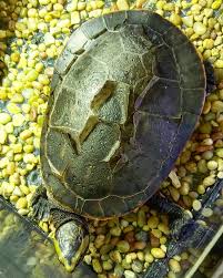 Subglobosa is found in tropical australia and papua new guinea. This Is What Dudleys Turtles The Turtle Emporium Facebook