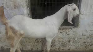 Sojat goats are heavy in size and tall in height. Sojat Goat At Rs 45 Kilogram Rajasthani Sojat à¤¸ à¤°à¤œà¤¤ à¤¬à¤•à¤° à¤¸ à¤œà¤¤ à¤¬à¤•à¤° à¤¸ à¤œà¤¤ à¤— à¤Ÿ Ababeel Goat Farm Siwana Id 19835666155