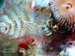 ScubaBuceoPR profilja