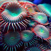 If you have never kept an anemone before, the bubble tip anemone is your best choice. 3