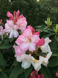 Cotton Candy Rhododendron Blossoms Sonomahort 3970 Azalea Lane Sebastopol Ca Www Sonomahort Com Rhododendron Azaleas Blossom