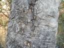 Image result for Scolopia rhamniphylla
