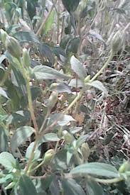 Image result for Blainvillea gayana