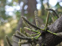 Image result for Gnetaceae