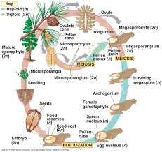 Gymnosperm Life Cycle Biology Plants Gymnosperm Botany Lessons