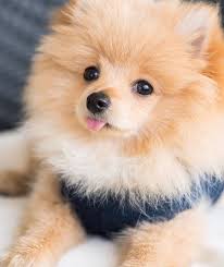 Pin By Amabel On Pets Animals Cute Baby Animals Cute Dogs Cute Animals