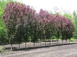 A columnar tree will grow in less space. Narrow Trees For Small Spaces Laidback Gardener