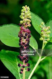 Image result for Phytolaccaceae