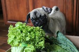 It is not toxic or dangerous on its own, so the small pieces are perfectly acceptable to give your pet as a gift. Can Dogs Eat Lettuce Is Lettuce Safe For Dogs Experts Advice