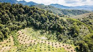 Perladangan kelapa sawit telah bermula sejak awal penubuhan pkps iaitu tahun 1972. Ladang Kelapa Sawit In English