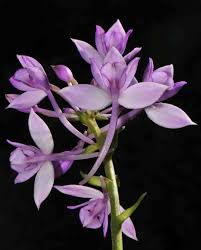 Image result for Calanthe sylvatica