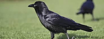 Here you will find what do baby birds eat and different ways of nourishing them by yourself along with the list of food items for wandering birds that before asking a question about what do baby birds eat, you must first decide whether a baby bird is nestling or not? Crows And Ravens Backyard Buddies