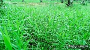 Image result for Urochloa arrecta