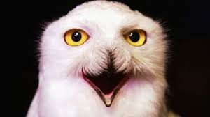 The owl shown in many of the posters, screensaver, and other promotional material for the movie, harry potter and the sorcerer's stone, is a great horned owl. Harry Potter Almost Killed Hedwig The Owl Mental Floss