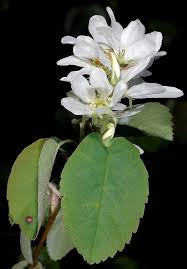 Image result for Amelanchier alnifolia