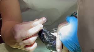 Rats are part of the order rodentia, and the what do rats look like? Glue Traps For Pests Could Hurt Swfl Wildlife