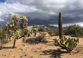 To understand how saguaros grow it is essential to follow our guide. Math At Saguaro Volume Saguaro National Park U S National Park Service