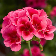 Pin On Geraniums