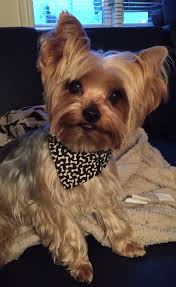What Beliebte Hunderassen Ich Liebe Hunde Yorkshire Terrier