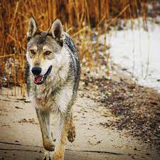 Der tschechoslowakischen wolfshund und seine gesundheit. Pin Auf Tschechoslowakischer Wolfshund