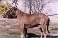 Kumaon Mastiff Dog Breed Information - Petsworld