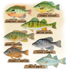 do you know your panfish just fishing fish chart