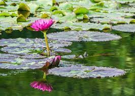 Les racines peuvent être de 0 à 60cm sous l'eau et plantées dans la vase ou en panier dans les bassins très pratique si vous débutez en jardinage, il contient plusieurs plantes d'eau filtrantes ainsi que l'incontournable nénuphar. Quelles Sont Les Plantes De Bassin Filtrantes Blogmaison Co